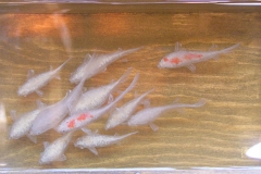 Fish in Resin Painting